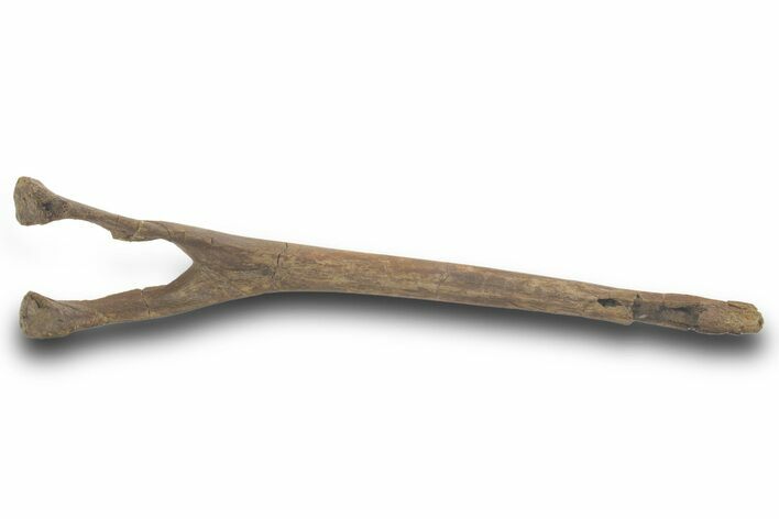 Fossil Hadrosaur (Edmontosaurus) Chevron Bone - Wyoming #377980